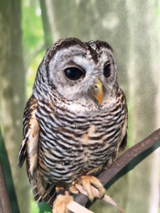 owl